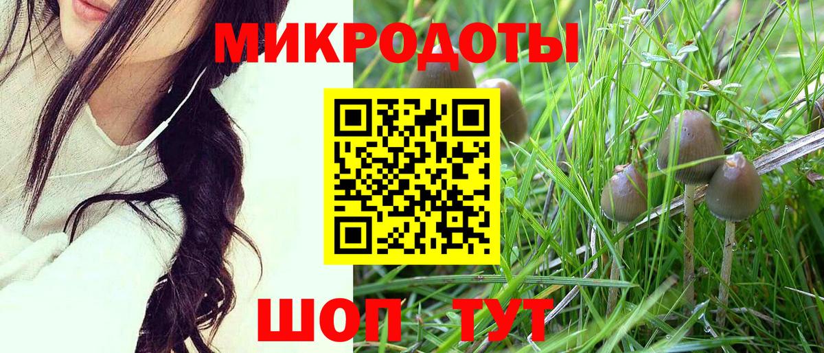 Псилоцибиновые грибы Psilocybe Тольятти