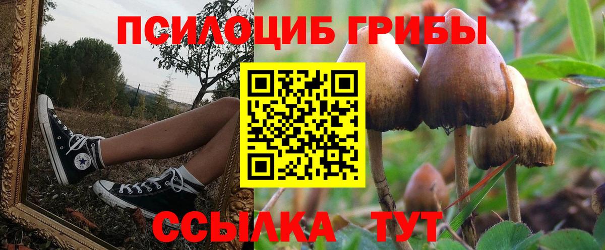 Тольятти  Галлюциногенные грибы Psilocybe  Псилоцибиновые грибы Psilocybine cubensis  Вход с VPN 